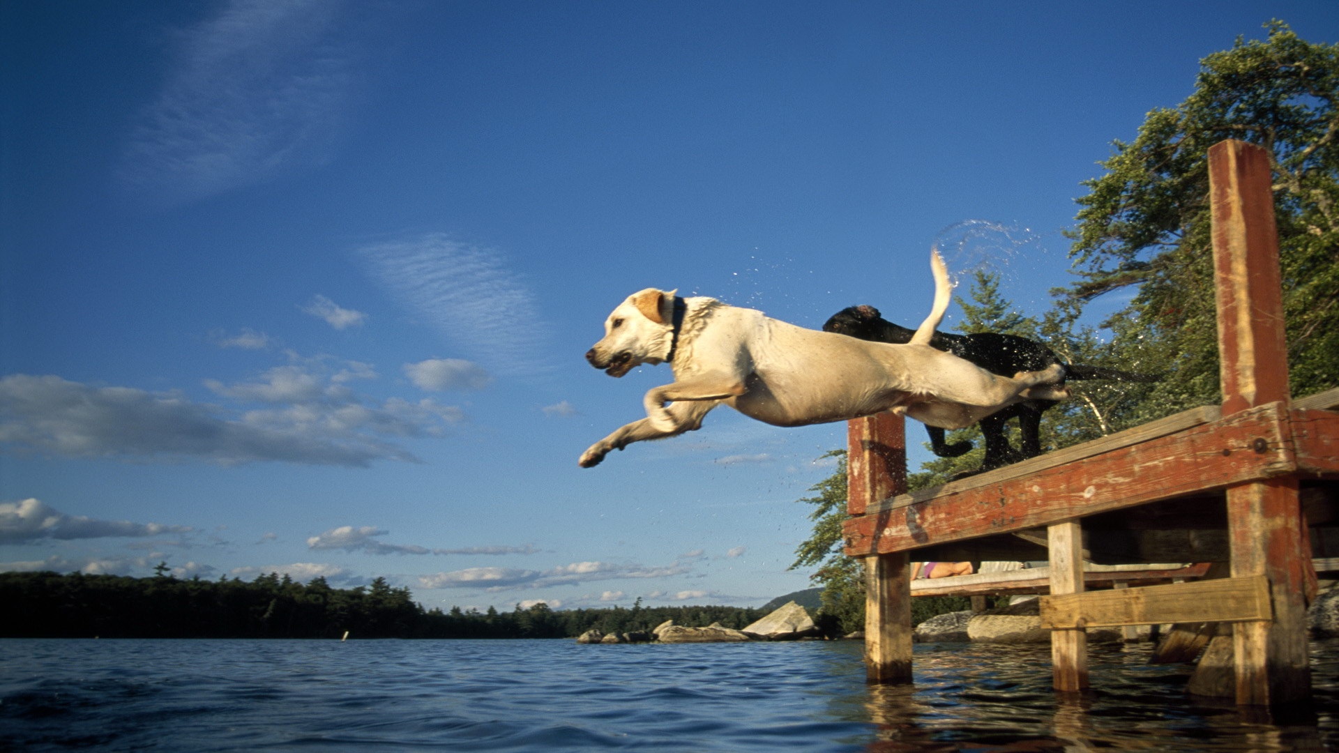 Dog Jumping Into Lake Wallpapers - 1920x1080 - 548043