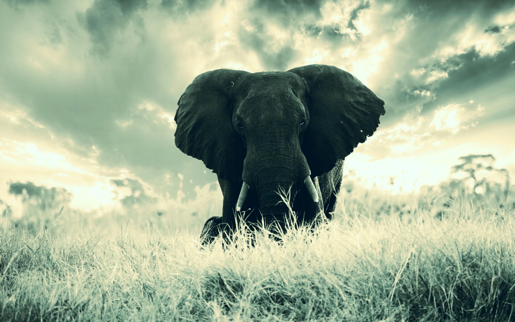 Elephant Background Wallpapers - 1680x1050 - 525265