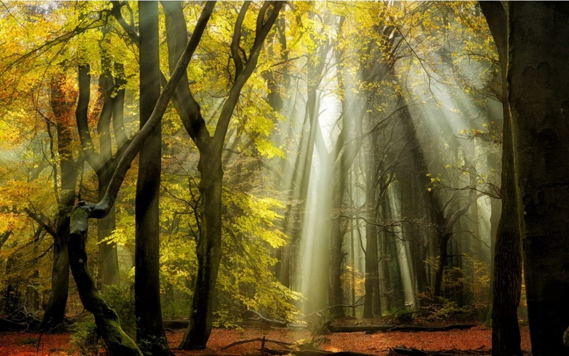 Forest Sun Rays Wallpapers - 1152x720 - 375352