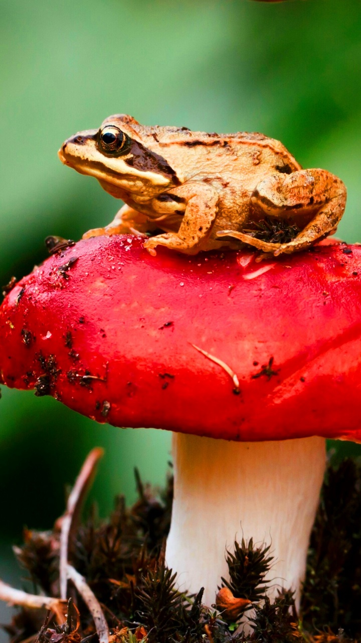 Frog On Red Mushroom Wallpapers - 720x1280 - 292242