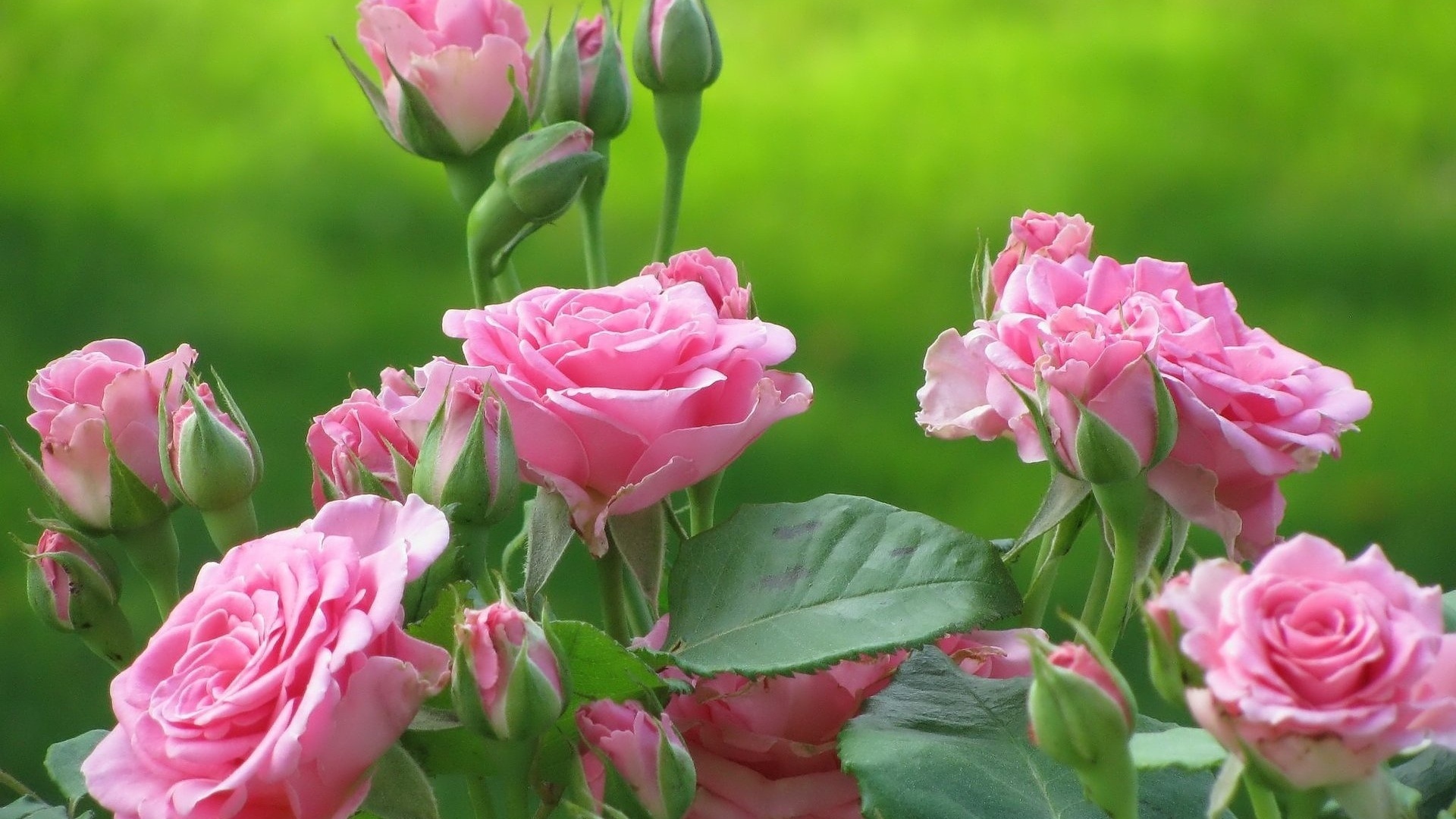 Garden Roses Wallpapers - 1920x1080 - 541621