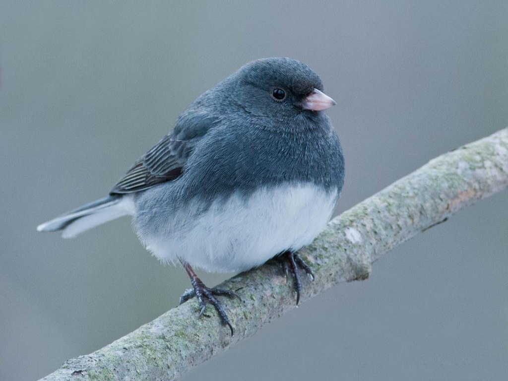 Junco Bird Wallpapers - 1024x768 - 182493