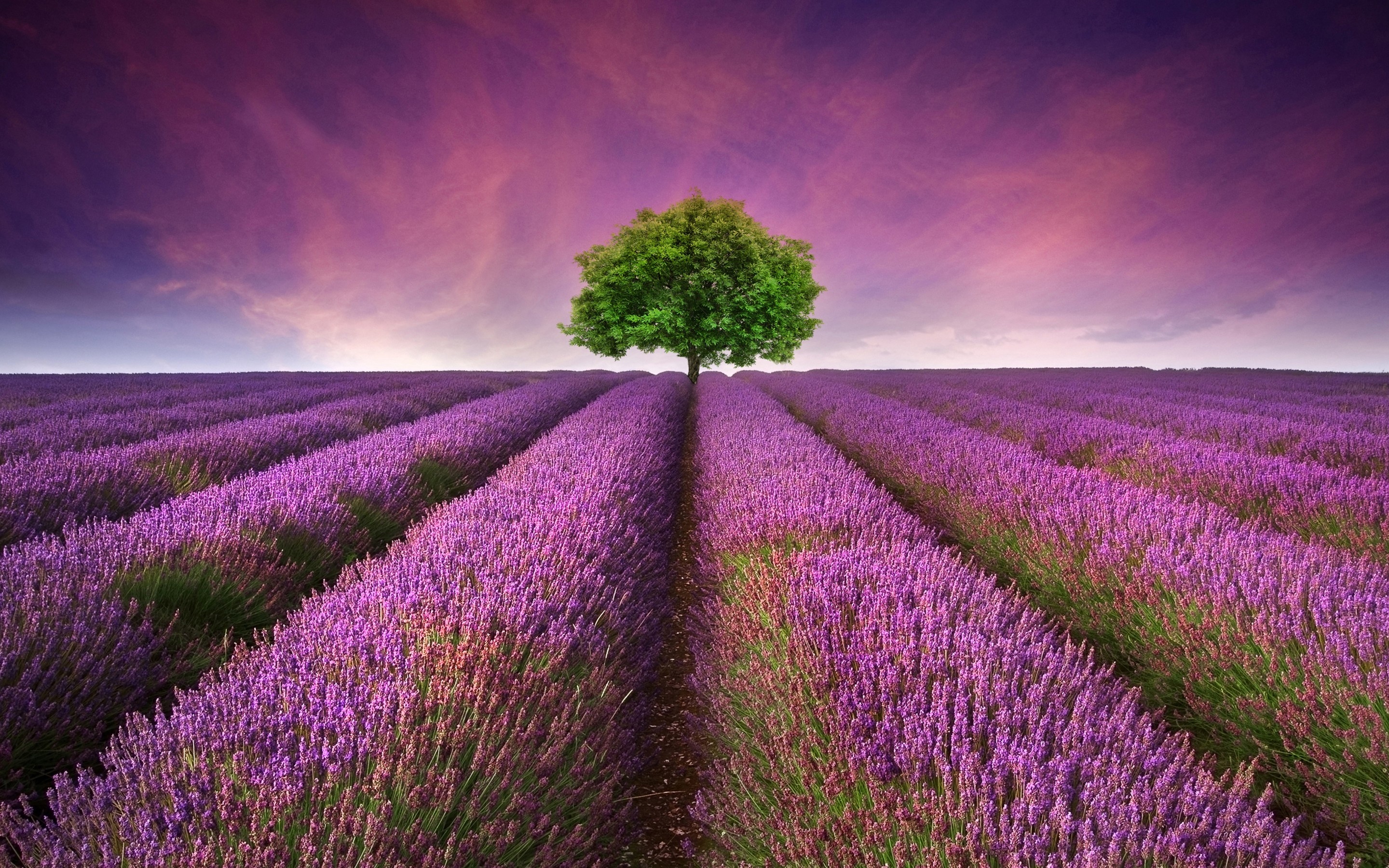 Lavender Field Tree Wallpapers - 2880x1800 - 2228131