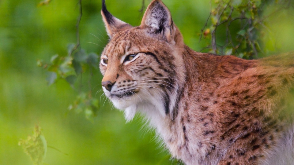 Lynx Wild Cat Wallpapers - 960x540 - 172148