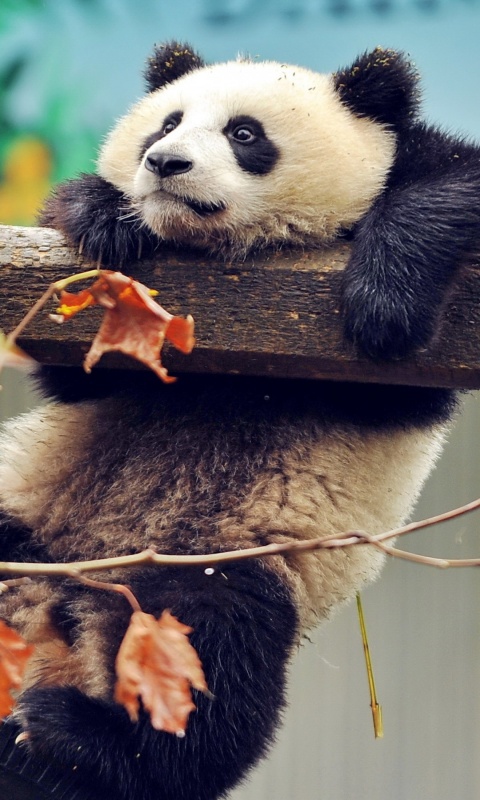 Panda Branch Autumn Leaves Wallpapers - 480x800 - 155310