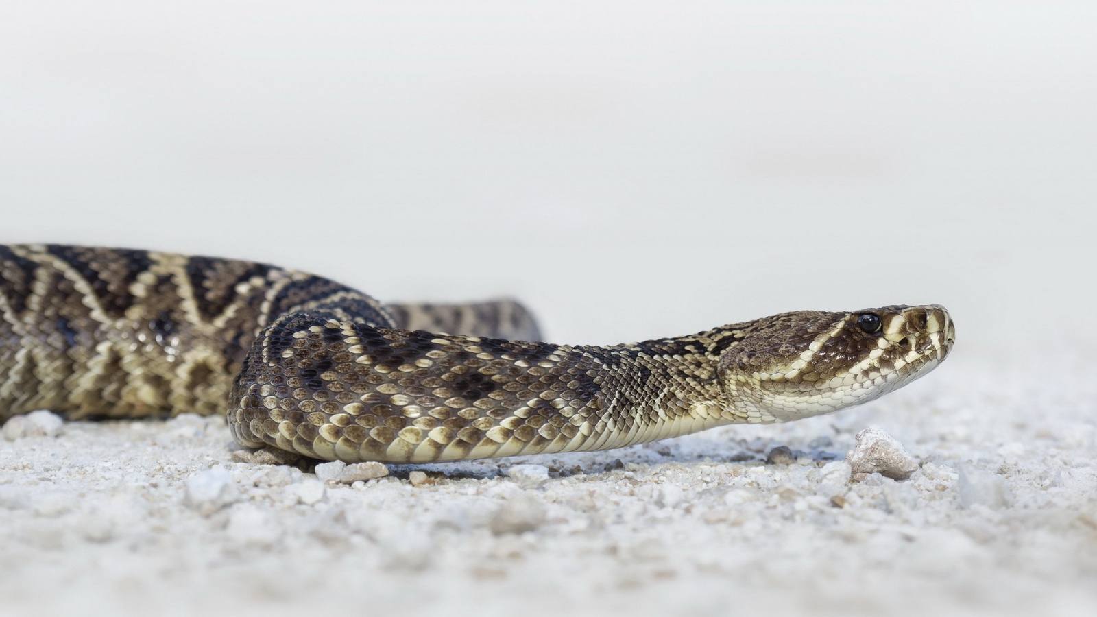 Rattler Snake On Sand Wallpapers - 1600x900 - 307577