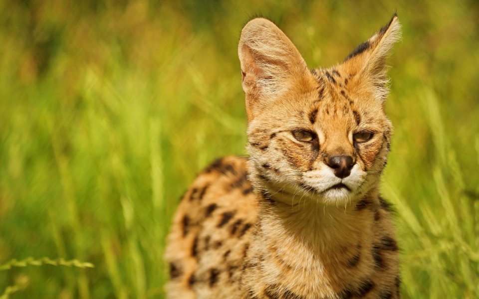 Serval Beautiful Ears Wallpapers - 960x600 - 168720