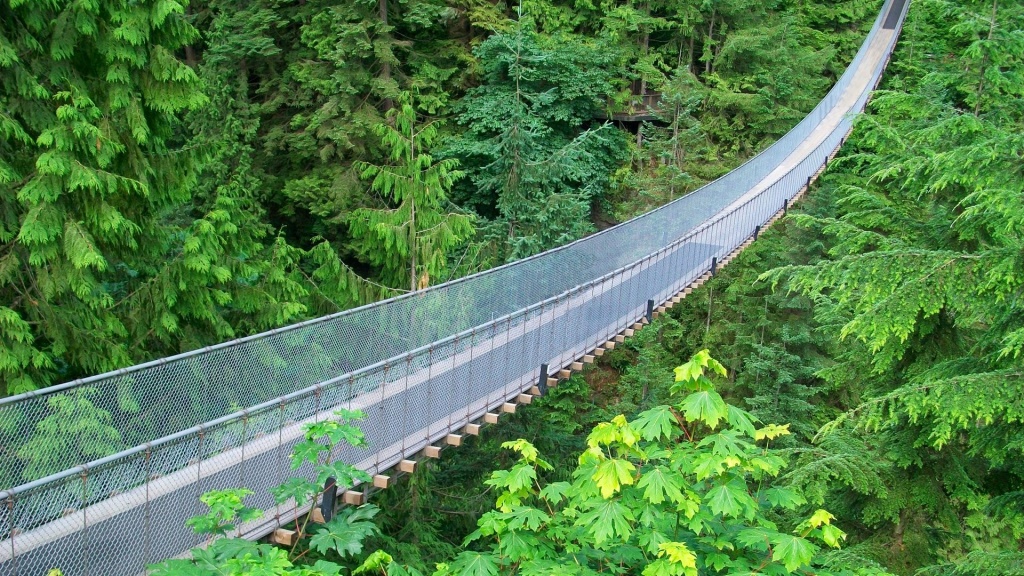 Suspended Bridge Above The Forest Wallpapers - 1024x576 - 414088