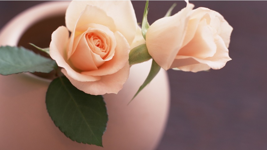 The Table Rose Vase Wallpapers - 852x480 - 77601