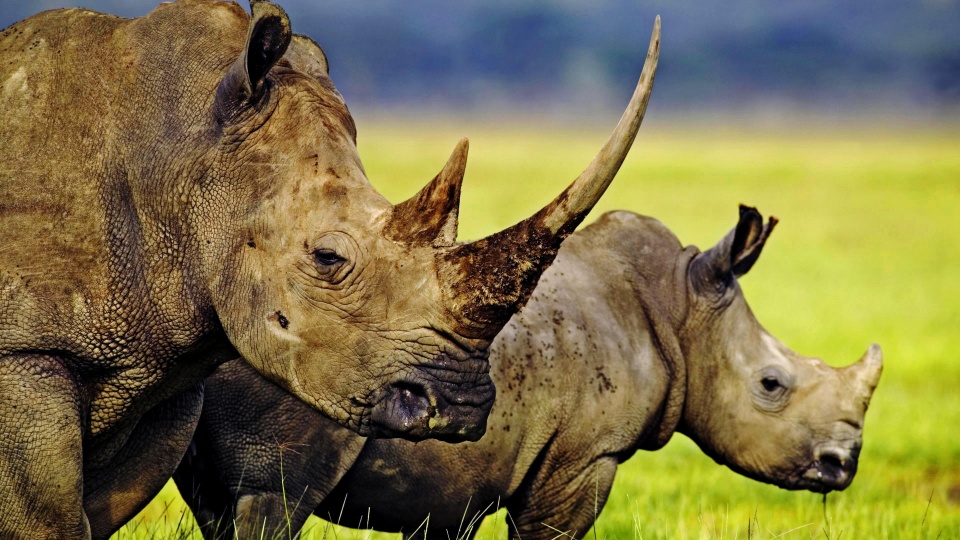 Two Horned Rhino Wallpapers - 960x540 - 234003