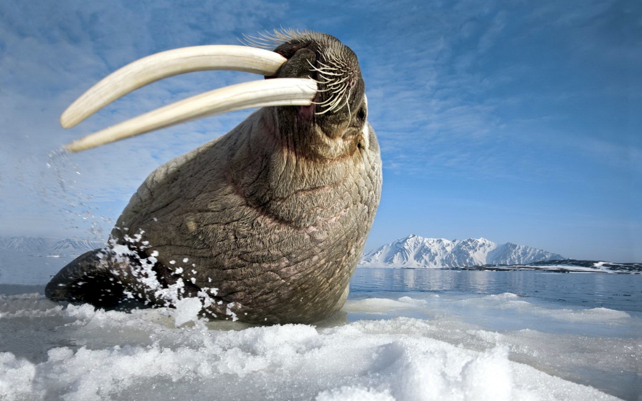 Walrus Sea Wallpapers - 1280x800 - 326327