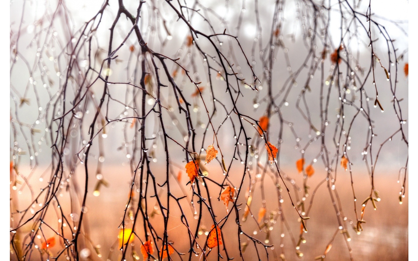 Water Drops On Branches Wallpapers - 1440x900 - 435816