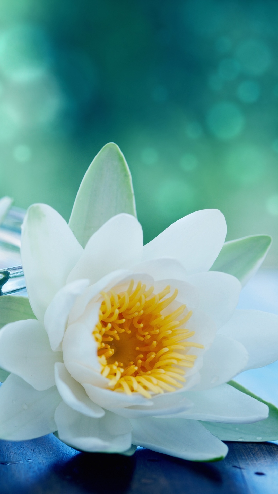 White Lotus Flower Wallpapers - 1080x1920 - 337656