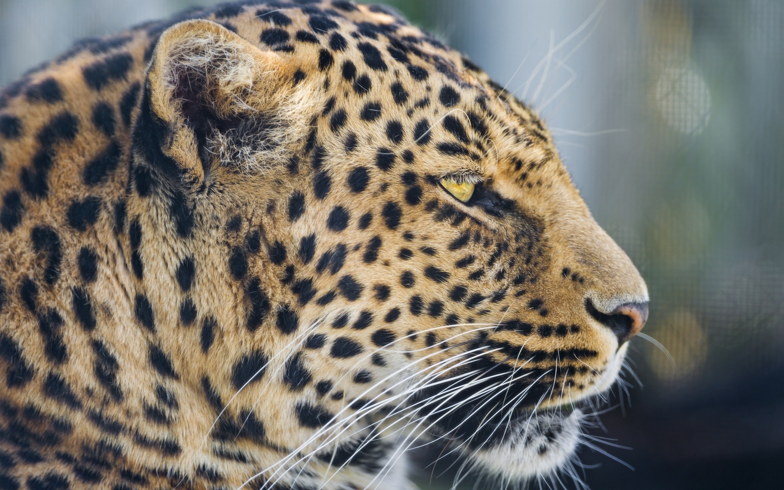 Wild Cat Leopard Wallpapers - 2560x1600 - 1586431