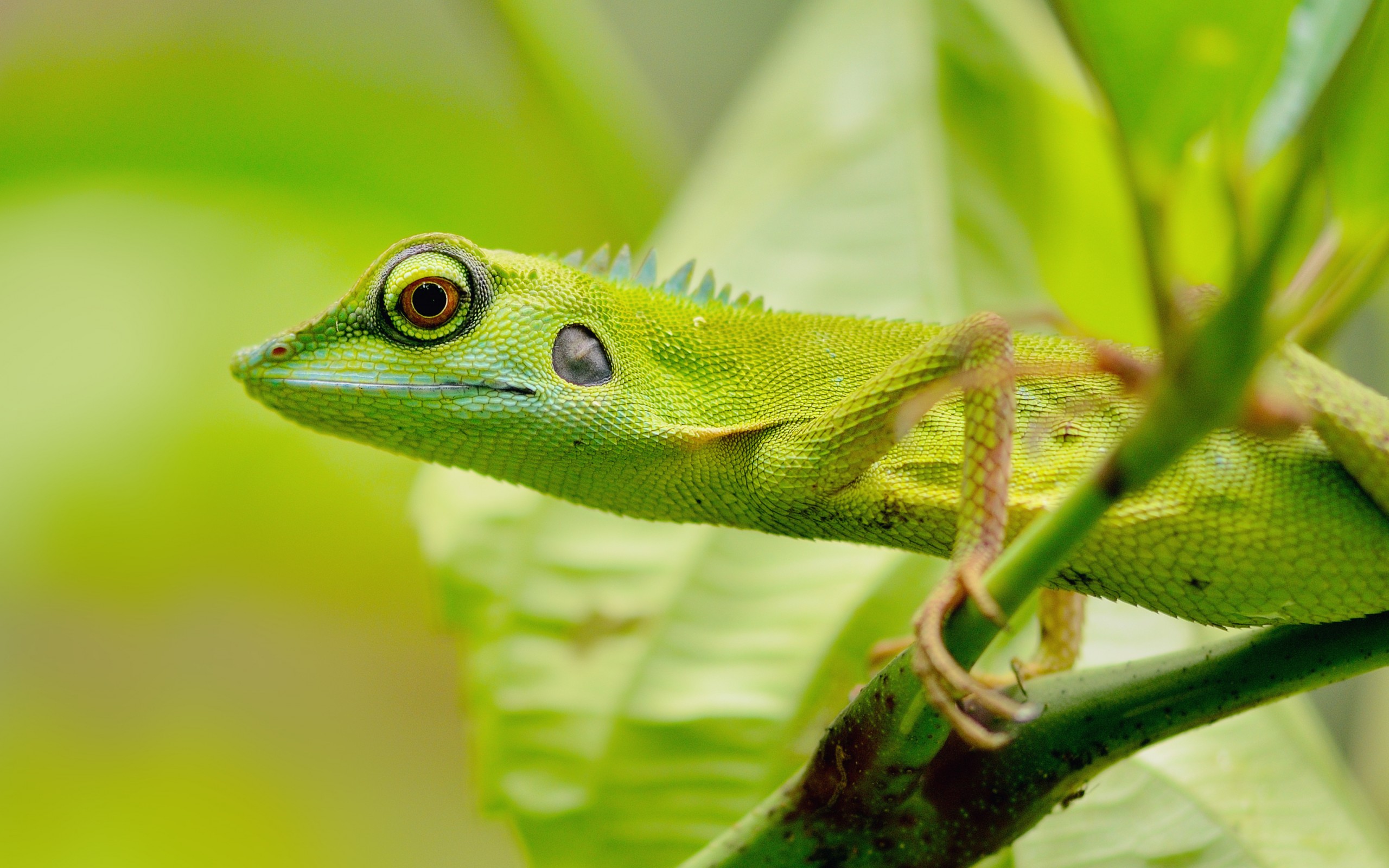 Green Lizard Eyes Wallpapers - 2560x1600 - 619875