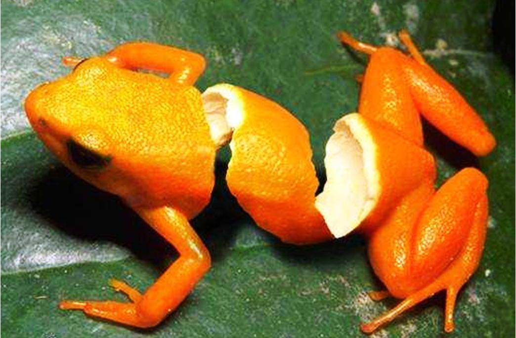 yellow orange frog