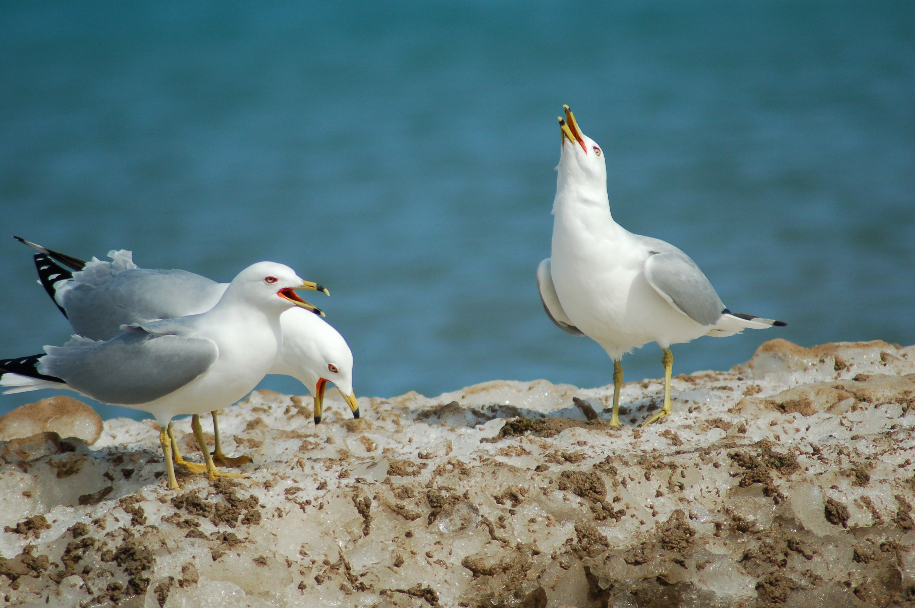 Seagulls Wallpapers - 3008x2000 - 1589761