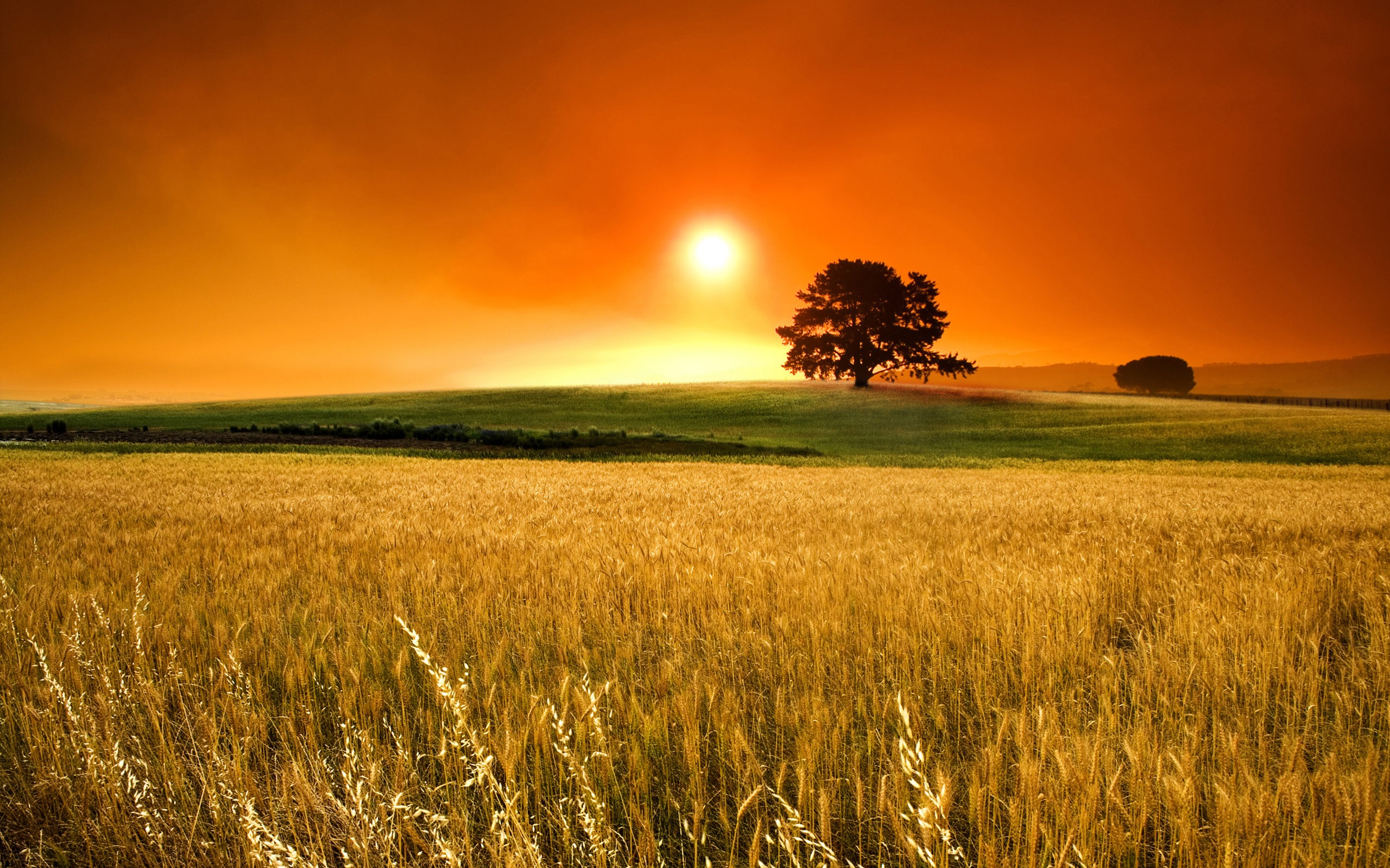 Sunset Over field Wallpapers - 2560x1600 - 1079797